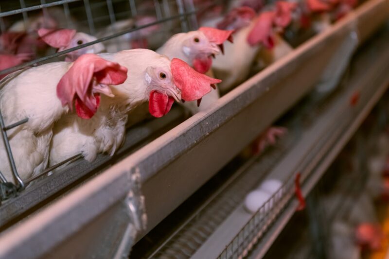 Envelhecimento das poedeiras: ajustes na nutrição ajudam a manter a alta produtividade