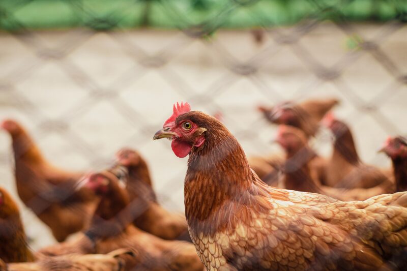 Óleos essenciais ganham importância para a saúde respiratória e o desempenho na avicultura