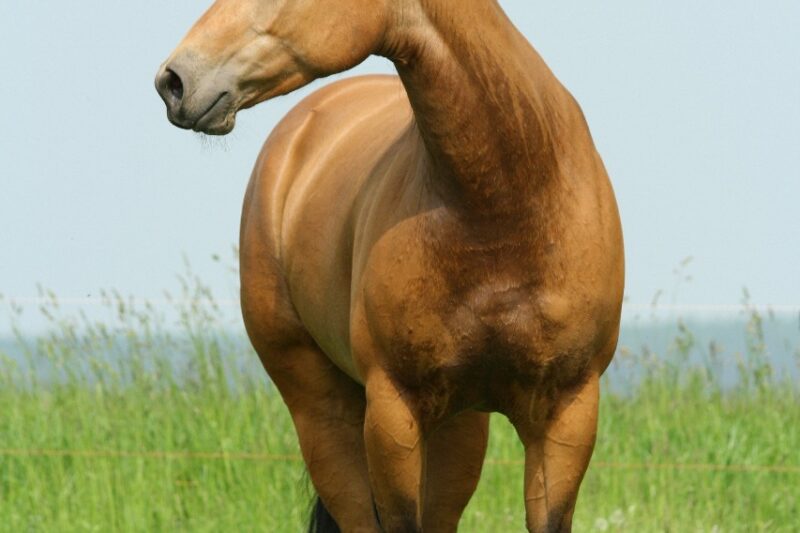 Suplementação nutricional faz a diferença no fortalecimento e recuperação muscular dos cavalos