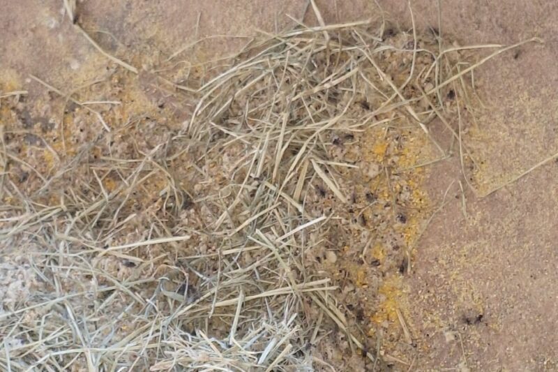 Mosca doméstica é um inimigo a ser combatido nas fazendas, haras e em criações de suínos e aves