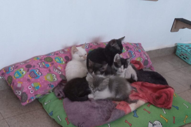 ONG busca lares para animais resgatados em feira de adoção neste sábado (7)