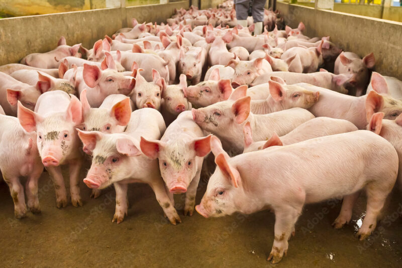 Novus destaca a importância da nutrição para a imunidade dos suínos