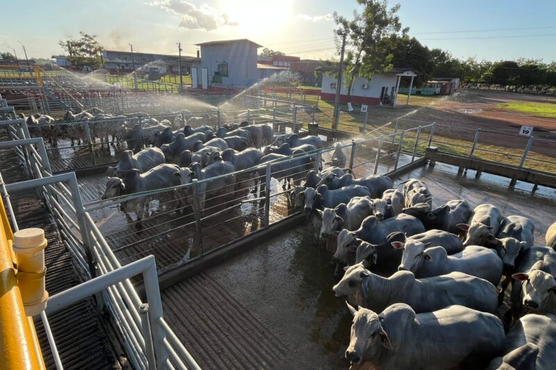 Pelo segundo ano consecutivo, Igarapé do Meio (MA) recebe o Circuito Nelore de Qualidade