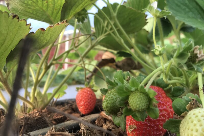 Com frutas adaptadas ao clima tropical, Korin Alimentos entra no mercado de ultracongelados