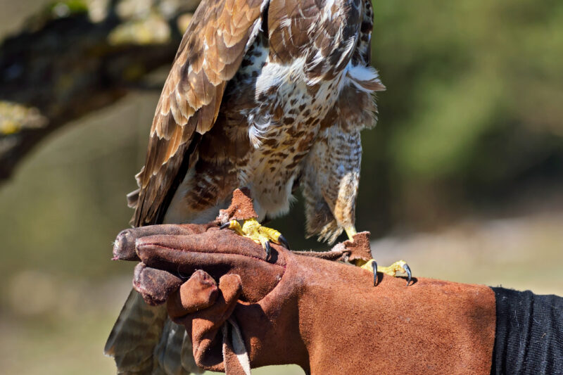 Criação de animais silvestres: entre o fascínio e os riscos 
