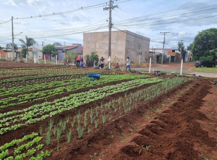 Terreno de subestação de energia vira horta e mobiliza comunidade em Campo Grande