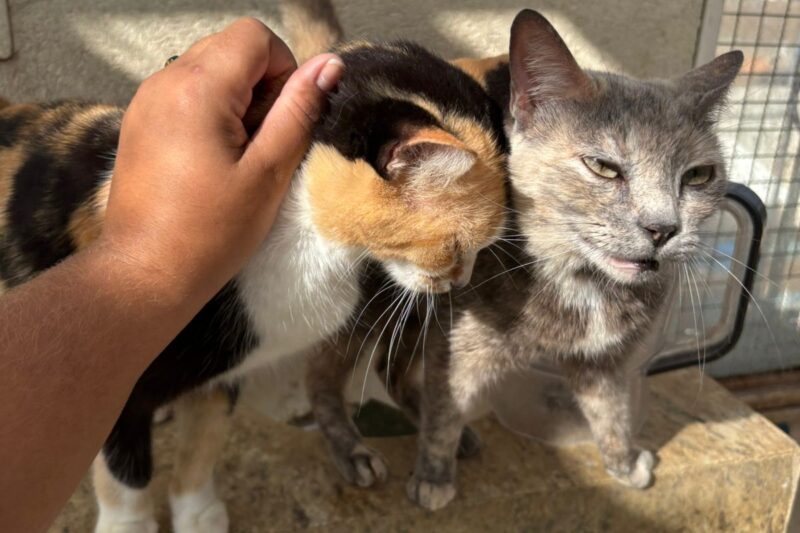 Feira de Adoção neste sábado busca novos lares para gatos resgatados de situação de maus-tratos