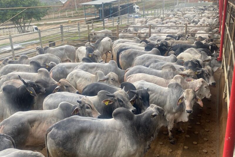 Circuito Nelore de Qualidade: 1.500 animais serão avaliados em Nanuque (MG)