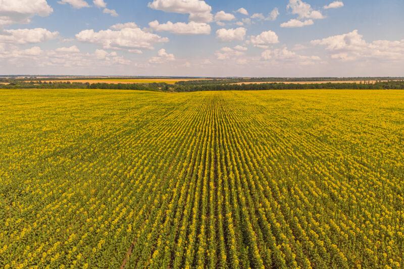 Com soja de baixa emissão, Brasil pode liderar agricultura regenerativa e acessar novos mercados