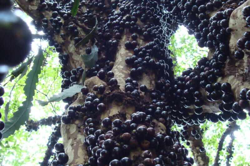 Chegou a safra da jabuticaba: aprenda a colher a fruta usando um cano de PVC