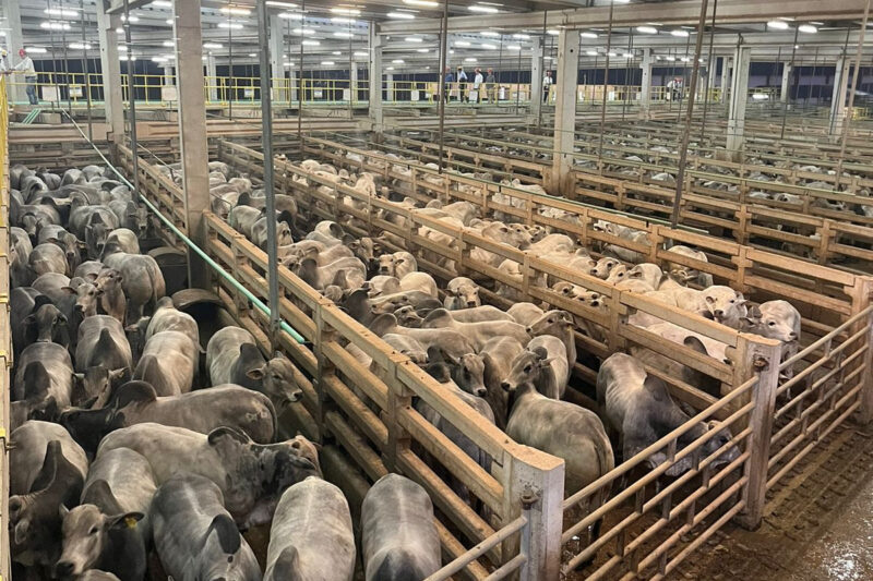 No Paraguai, 2.557 animais foram avaliados em etapa do Circuito Nelore de Qualidade