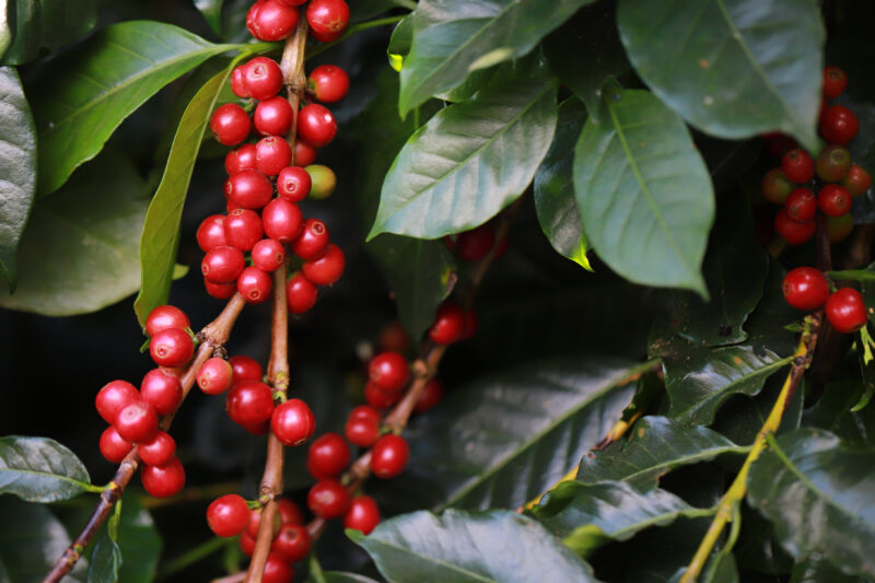 Safra de café 2025/26 entra em fase crucial: florada exige boas práticas para assegurar frutos de qualidade e alta produtividade