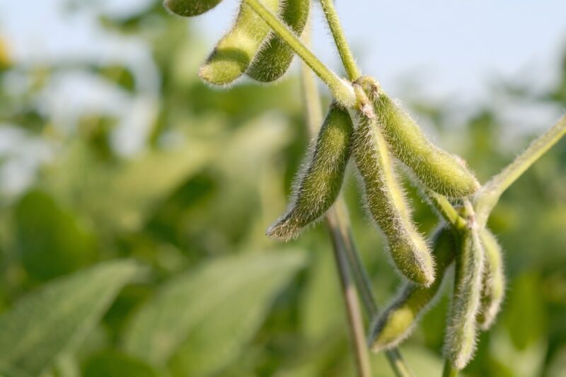 Nidera Sementes tem impulsionado a produção de soja e milho no Brasil há 20 anos