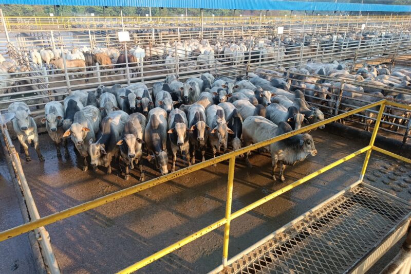 Confira os resultados da etapa do Circuito Nelore de Qualidade realizada em Vilhena (RO)  