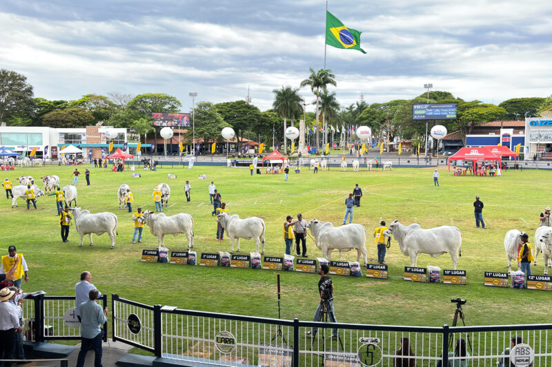Expoinel, em Uberaba, encerrou o Ranking Nacional Nelore com mais de 1.000 animais em pista. Leilões faturaram mais de R$ 60 milhões
