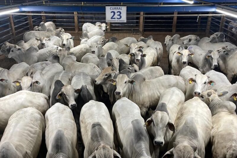 4.057 animais foram avaliados em Barra do Garças (MT), no Circuito Nelore de Qualidade