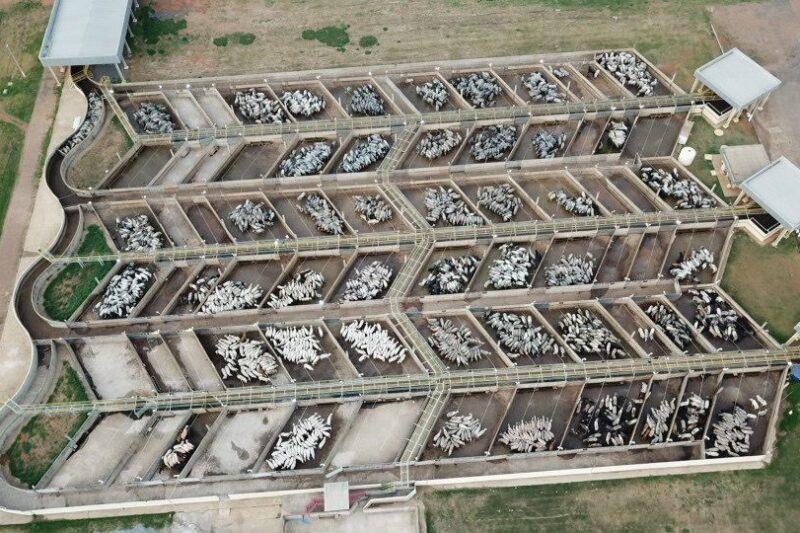 Diamantino (MT) será sede de etapa do Circuito Nelore de Qualidade 2025