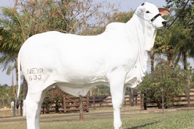 Bezerra ESFINGE FIV NAPEMO, que arrecadou recursos para as vítimas das enchentes do RS, foi vendida por R$ 3,9 milhões 