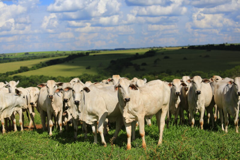 Planejamento nutricional de matrizes garante melhores resultados na estação de monta