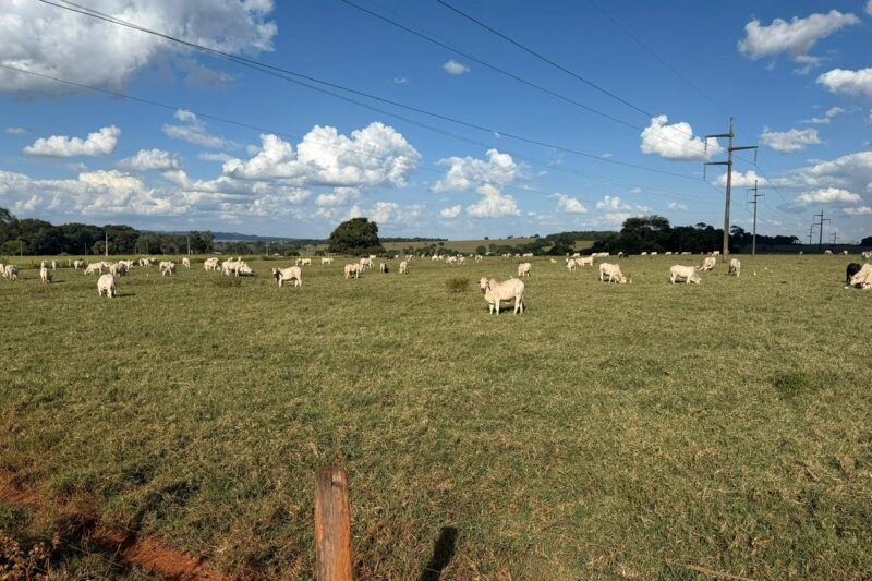 Sem aumentar área, Brasil precisa ampliar em 70% a produtividade do campo