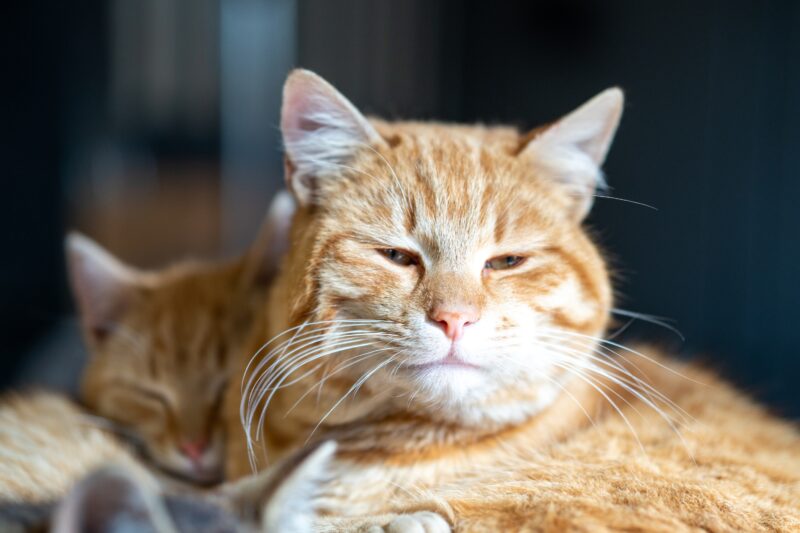 Saúde Felina Sem Mistério: campanha nacional alerta sobre os principais riscos à saúde dos gatos