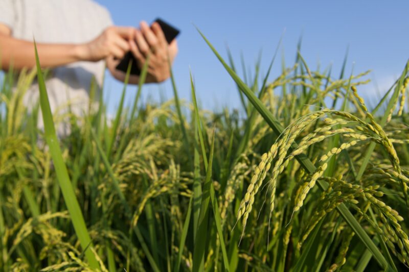 Agro é o setor com mais risco jurídico pós-reforma tributária, alerta especialista