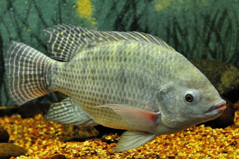 Nova nota do Ministério do Meio Ambiente e Mudança do Clima sobre a tilápia deixa várias dúvidas, alerta Peixe SP