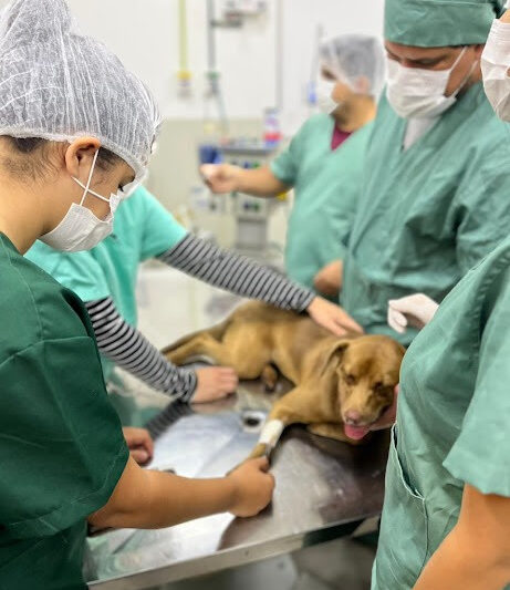 Ação Outubro Rosa Pet oferece orientação gratuita, nesta quarta-feira, em Campo Grande