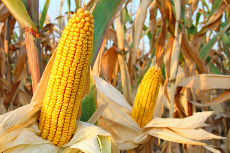 Plantio acelera, mas explosão de doenças coloca safra de milho em alerta no Brasil