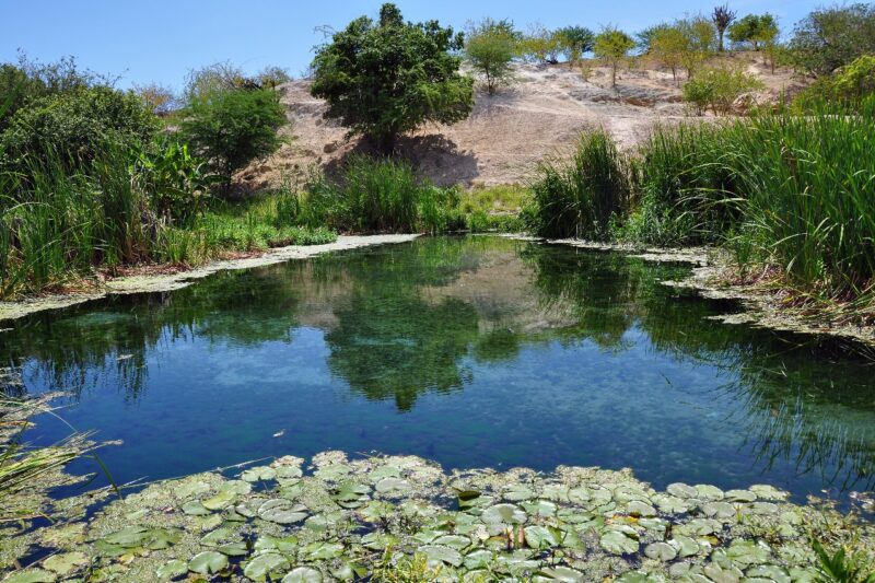 Estudo da Unesp aponta Caatinga como protagonista na captura de carbono no país