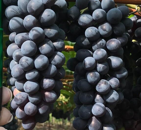 Alga marinha eleva produtividade e resistência das videiras, racionalizando uso de insumos químicos