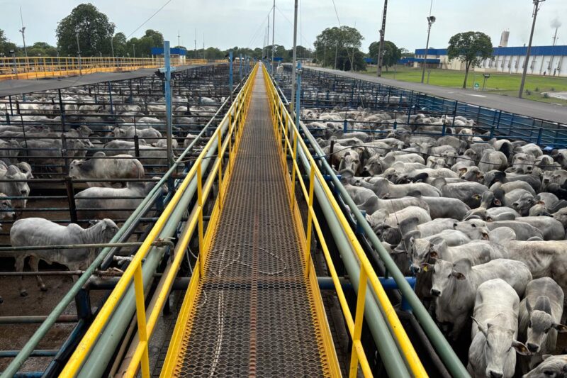 Etapa do Circuito Nelore de Qualidade em Diamantino (MT) bate recorde, com 5.908 animais avaliados