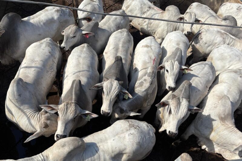 Na Bolívia, 626 animais foram avaliados durante 5ª etapa internacional do Circuito Nelore de Qualidade 2025