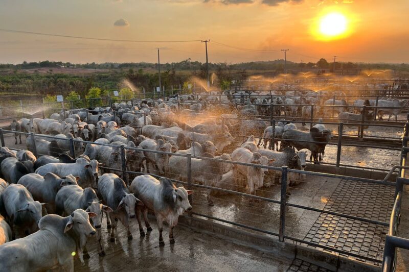 Circuito Nelore de Qualidade: 1.100 animais serão avaliados em Imperatriz (MA) 