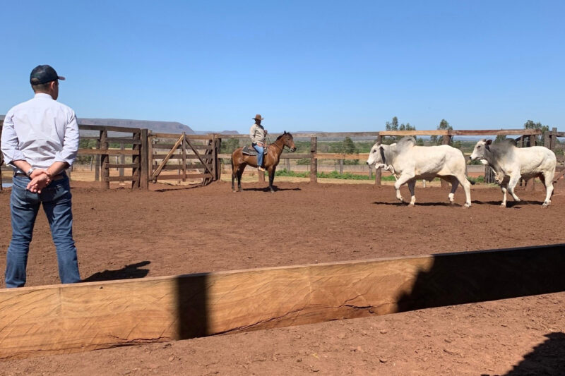 O último leilão CFM de 2025 será no dia 10 de novembro, às 19h