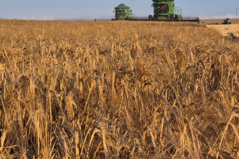 Capal colhe 58,7 mil toneladas de cevada, supera expectativas e comemora qualidade superior