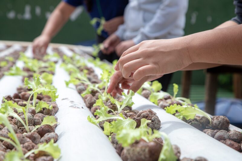 Do ar para a terra: escola estadual de MS transforma água de ar-condicionado em alfaces sustentáveis