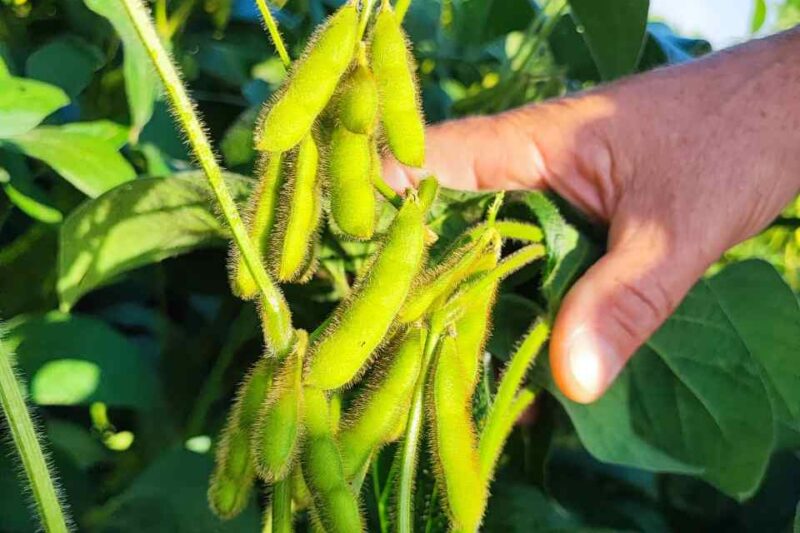 Novo biofungicida alia controle biológico eficaz e regeneração da microbiota do solo