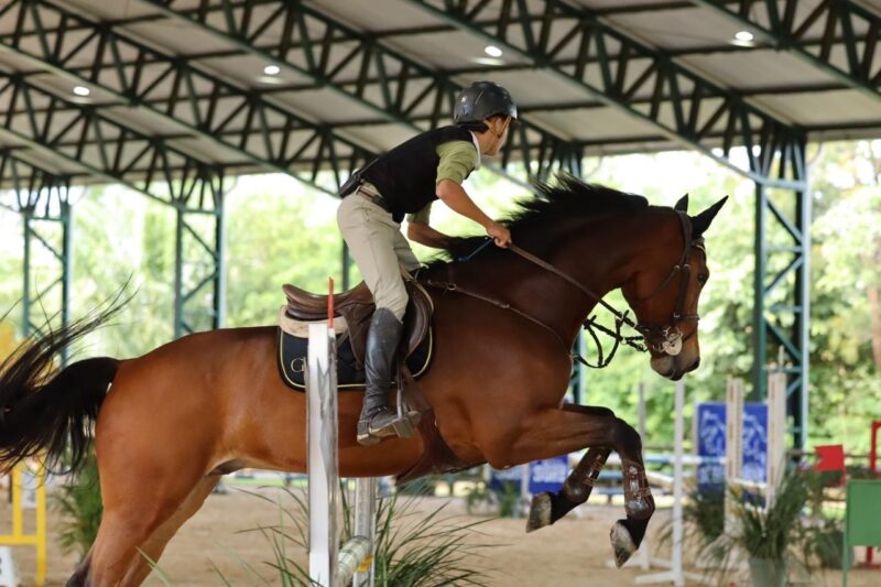 Hipismo em alta: mais de 300 competidores disputam a final estadual em Campo Grande neste fim de semana