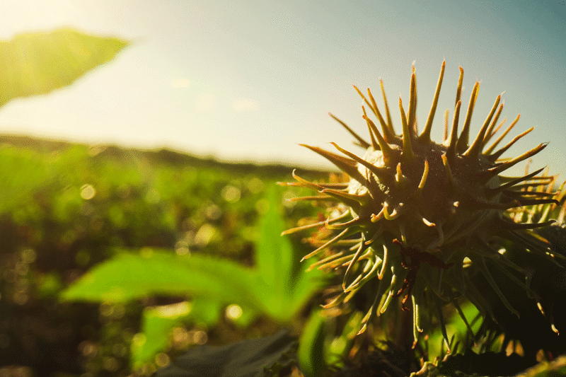 Com raízes profundas e fácil adaptação, mamona ajuda a regenerar áreas degradadas