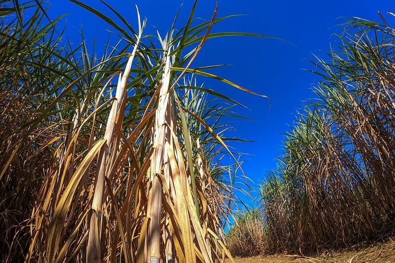 Manejo de plantas daninhas após a seca é chave para canaviais mais produtivos
