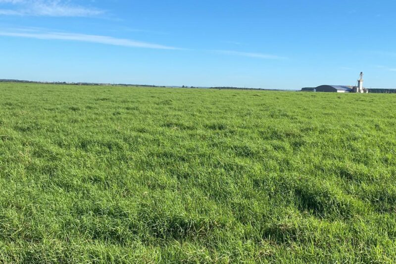 Além da COP30: Brasil avança em inovações para uma pecuária mais sustentável