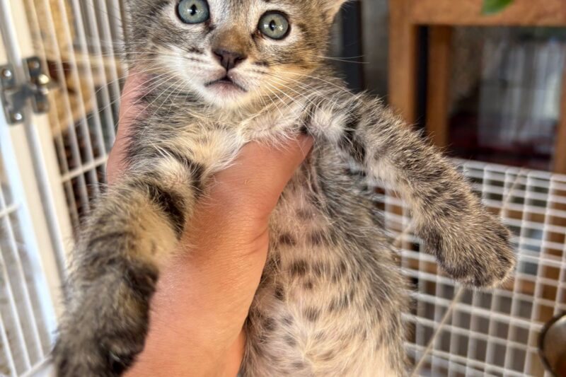 Gatos à espera de um recomeço: Feira de Adoção busca lares urgentes para animais resgatados em Campo Grande
