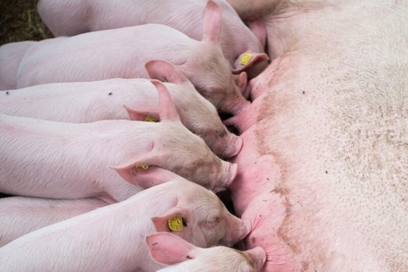 Arraçoamento na maternidade: manejo nutricional das matrizes é decisivo para partos seguros e leitões mais saudáveis