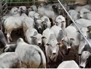 Circuito Nelore de Qualidade: cerca de 1.605 animais serão avaliados em Andradina (SP)  