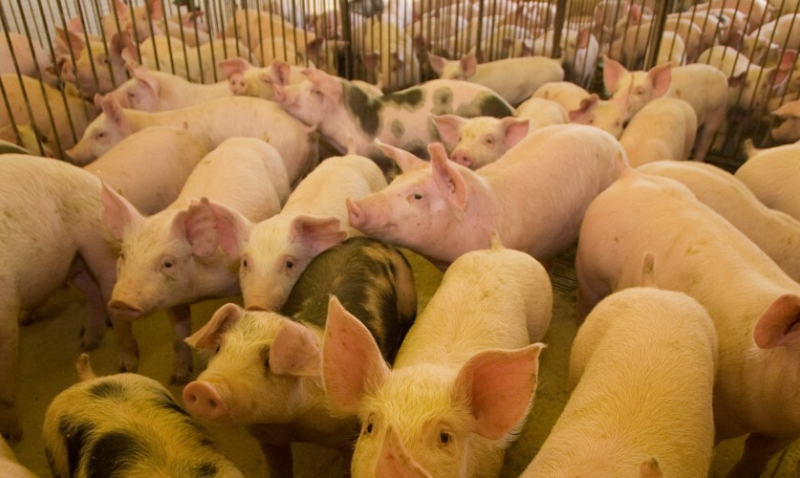 Segurança nas granjas: nutrição de precisão e abordagem personalizada apoia a robustez e a produtividade na suinocultura