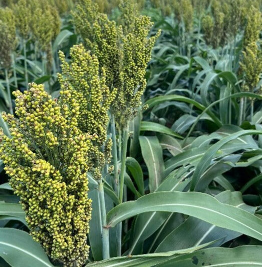 Boa Safra conquista liderança nacional em produtividade de sorgo