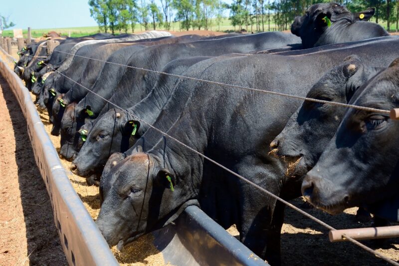 Uso inadequado de medicamentos ameaça segurança alimentar e rentabilidade da pecuária, alerta especialista