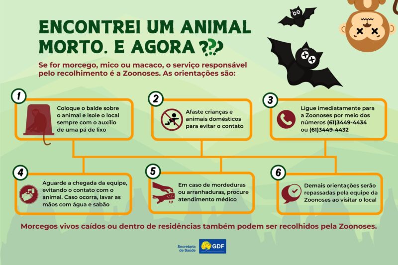 Zoonoses recolhe quase mil animais em 2025 e reforça vigilância contra raiva e febre amarela no DF