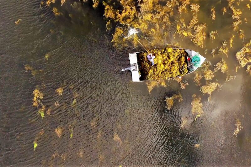 Extrato de alga Ascophyllum nodosum ganha destaque e mostra alto potencial para elevar produtividade e resiliência das lavouras